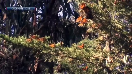 Monarch butterfly numbers drop drastically at Pismo Beach