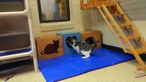 Kittens Harry and Mayberry Await Adoption at Almost Home Humane Society