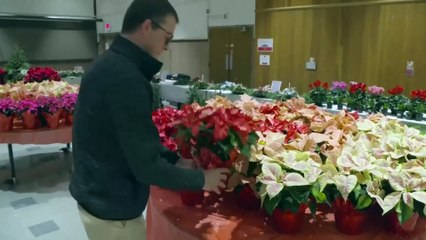 Tips for keeping holiday plants healthy and lasting longer