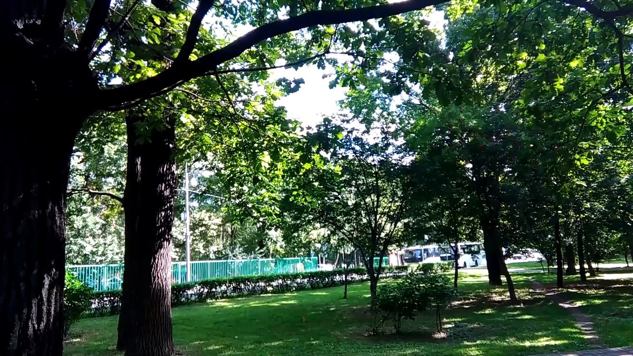 Video Article Testing DM