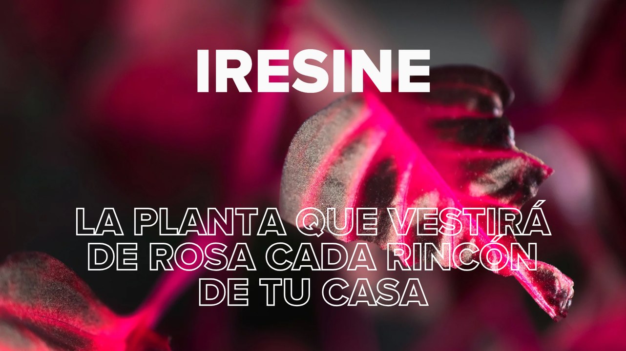 Iresine, la planta que vestirá de rosa cada rincón de tu casa