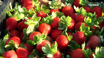 Taiwan Strawberry Production Drops by Half, Prices Soar