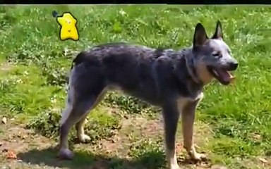 Boogie Beebies - Woof Woof Full Episode