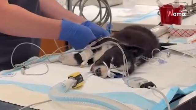 Il souhaite que son chiot de 8 semaines soit euthanasié à cause d'une patte cassée : le vétérinaire a d'autres plans en tête (vidéo)