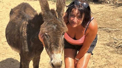 Christmas miracle as dying donkey is saved - then births real life 'little donkey'