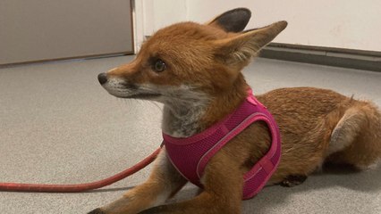 Rescued fox undergoes BRAIN surgery in world first operation