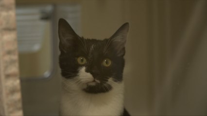 RSPCA opens first-of-its-kind 'cat pods' in Canterbury