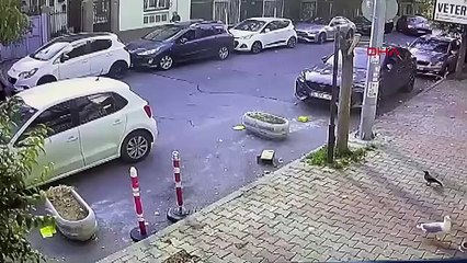 Kedisinin tıraşını beğenmeyen kadın, veteriner teknikerini darbetti