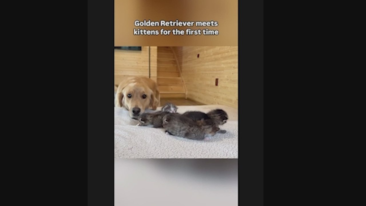 Un Golden Retriever se topa por primera vez con tres gatos recién nacidos y reacciona como si los cachorros fueran suyos