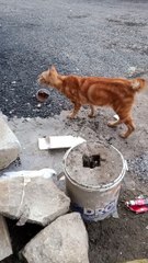 Orange cat