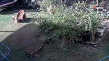 Frauchen in Panik, als sie sieht, was der Hund im Busch entdeckt hat!
