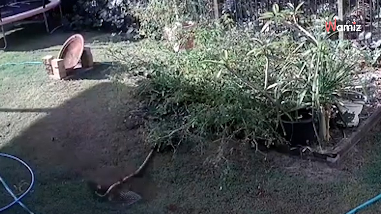 Frauchen in Panik, als sie sieht, was der Hund im Busch entdeckt hat!