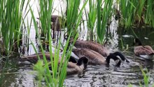 Flock of Goose Eating on the Lake Water