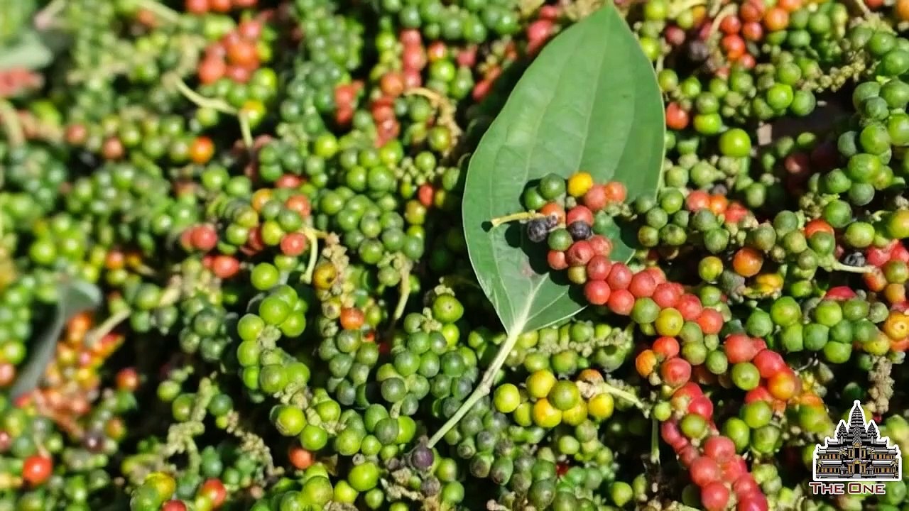 Part #40 ត្រឡប់ទៅកាន់សម័យកាលនៃអាណាចក្រអង្គរតាមរយះកំហេតុមឿនជីវ # 40