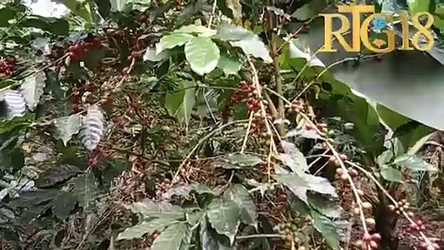 Agr. Appolos St. Fleur kap travay nan fèm agrikòl Batis la reyaji sou itilite fèm sa a nan komin nan