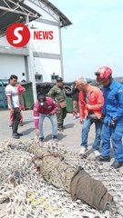 Large 200kg croc caught in Melaka