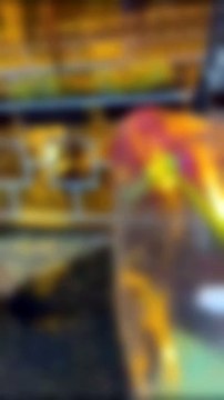 Briga entre mulheres em avenida movimentada chama a atenção de transeuntes