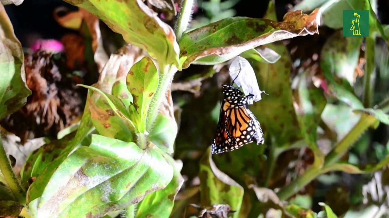 Agencia de EE.UU. propone registrar a la mariposa monarca en la lista de especies amenazadas