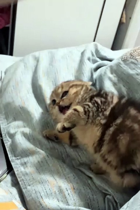 Cute animals | funniest animals #cutepets #animal #cuteanimals #funnyanimals #funny