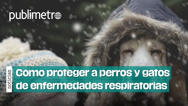 Cómo proteger a perros y gatos de enfermedades respiratorias durante el invierno