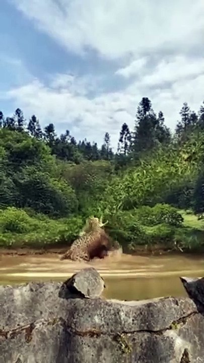 Food chain (video)