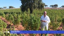 Portugal, foco europeu de cannabis medicinal