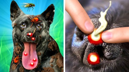 So Fresh 🐶🚿🧼 Easy Tool to give your Dog a Bath #123go