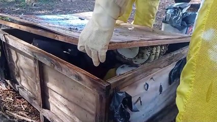 Defesa Civil realiza remoção de abelhas no Cataratas e no Universitário