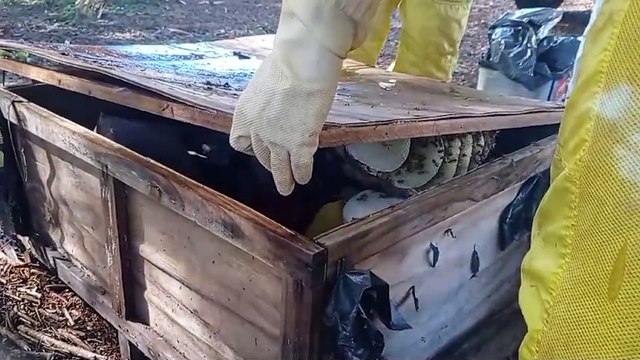 Defesa Civil realiza remoção de abelhas no Cataratas e no Universitário