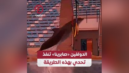 الدولفين «صابرينا» تنفذ تحدي بهذه الطريقة