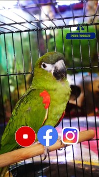 നിങ്ങളുടെ പോക്കറ്റിൽ ഒതുങ്ങുന്ന മക്കാവു തത്ത | hahn's macaw | Exotic Pet Birds