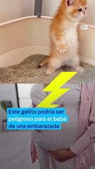 ¿Por qué los gatos son peligrosos para las embarazadas?