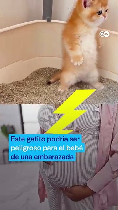 ¿Por qué los gatos son peligrosos para las embarazadas?