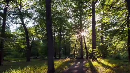 Forest Floors Actually Make Different Sounds Depending on Whether It’s Healthy