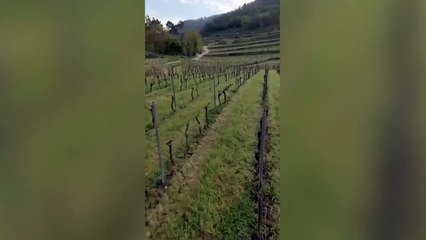 Vinumplay, la app que debes bajarte si te gusta el vino