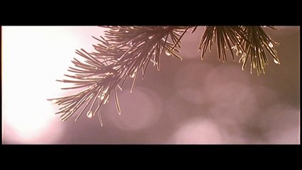 Bittersweet Bundle of Misery (MV) - Graham Coxon