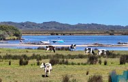 Former dairy farm for sale in far East Gippsland1 at Marlo.