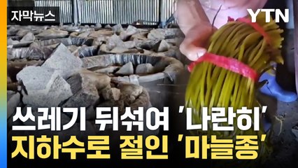 [자막뉴스] 장아찌 제조 현장 가보니 '충격'...무등록 제조업자 적발 / YTN