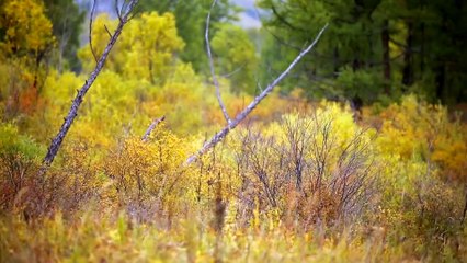 A Heart Will not Stop | movie | 2014 | Official Clip