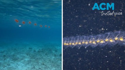 Unusual Jelly-Like Sea Creatures Discovered Off Tasmania 🐠