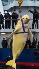 A story about sailors and whales