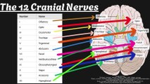 Cranial Nerve BASICS | The 12 cranial nerves and how to REMEMBER them! | Neurology