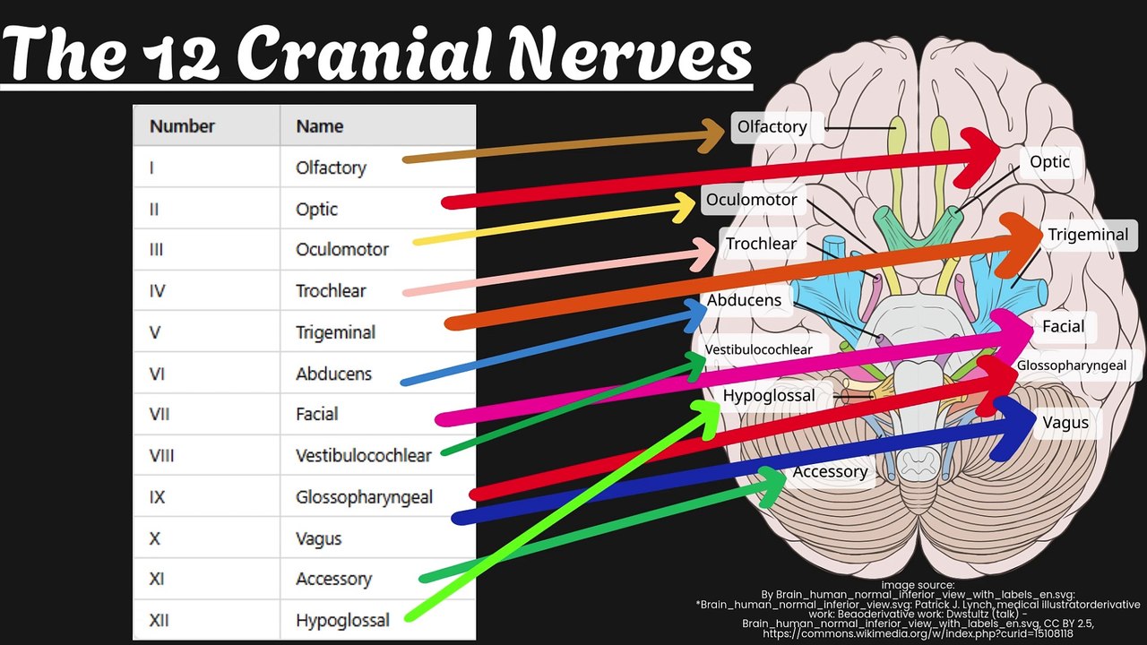 Cranial Nerve BASICS | The 12 cranial nerves and how to REMEMBER them! | Neurology