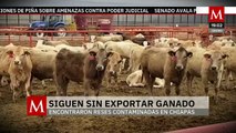 En Chihuahua, se mantiene suspendida la exportación de reses a Estados Unidos por gusano barrenador