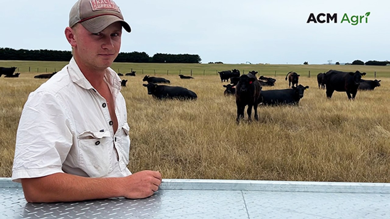 Tom Blakeley from Winchelsea previews the upcoming weaner sale