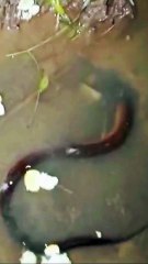 Night Hunt for Eels: Striking Gold with a Giant Catch!