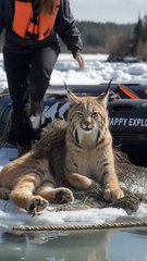 Girl saves linx trapped in a net #animals #rescueanimals