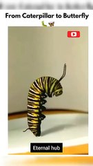 Caterpillar to Butterfly Life Cycle
