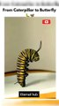 Caterpillar to Butterfly Life Cycle