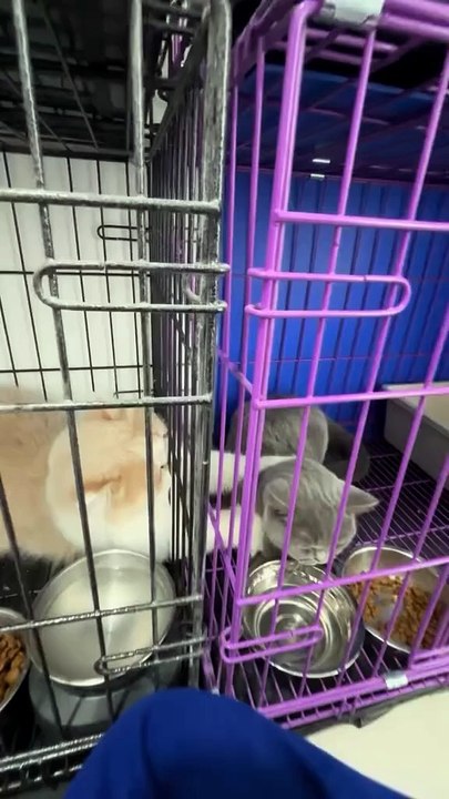 My love is blocked by a cage